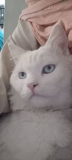 Blue Eyes with white colour beautiful Cat male