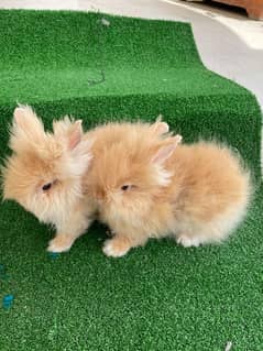 Teddy Bear dwarf confirm pair