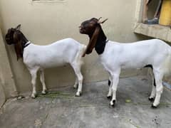 Bakra
