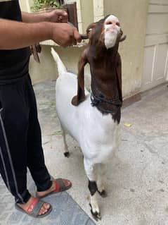 Bakra
