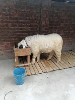 Desi Chatra / Goat / Bakra / Healthy Goats / Desi / / Bkar