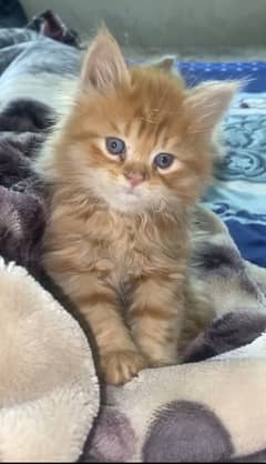 Persian cat for sale