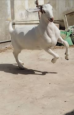 Bakra