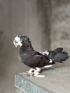 Black lacky for sale ready for breed