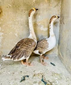 long neck duck