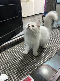 white cat