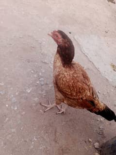 jamil