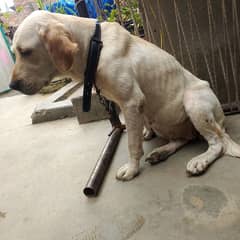 full friendly pet and loving dog