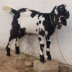 Goat breder