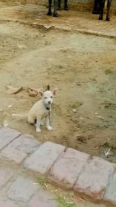 Chihuahua