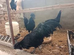 ayam