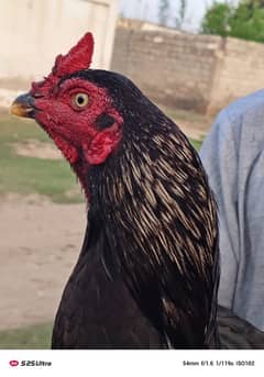 Laka And Black Jawa Breeder Full Active  Available For Sale.