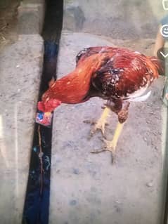 Hen