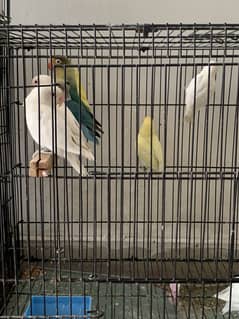 Lovebirds