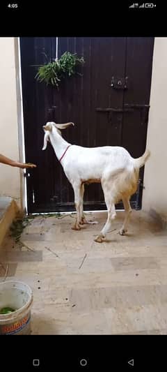 7 bakry 2 dant khassi