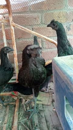 ayam