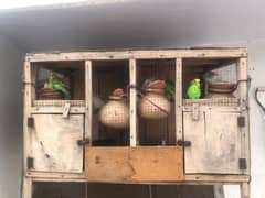 Budgies pair with cage