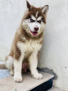 Siberian