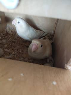 Albino