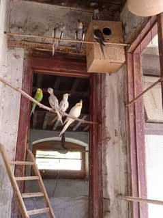cocktail parrots sale complete 10 Birds