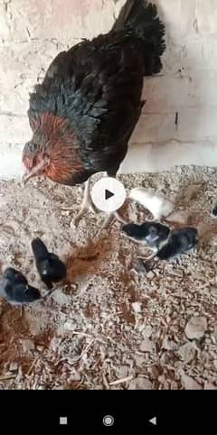 Aseel Hen with 5 chicks for sale