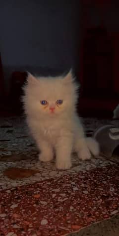 triple coated kitten