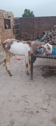Bakra