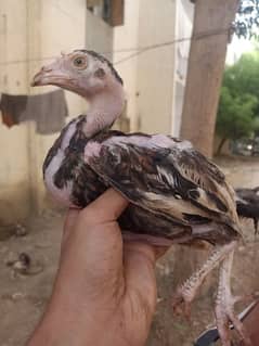 aseel chicks quantity is also avalible