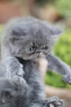 Kitten For Sale 03312459280