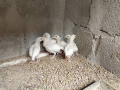 HEERA  ASEEL BLOOD LINE CHICKS