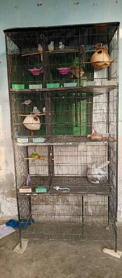 java adult ready to first breed