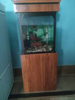 aquarium with fish