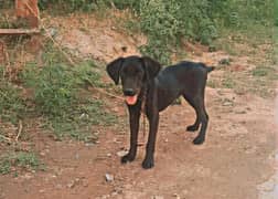 Labrador