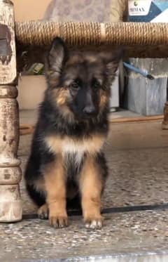 German