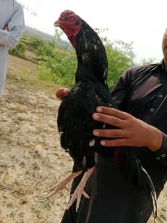 aseel