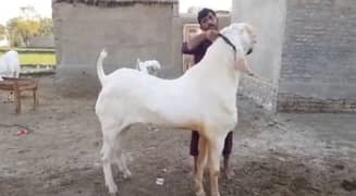Desi Bakra Urgent For Sale WhatsApp On 0313,4935,145