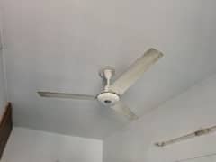 fan