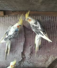 Cockatiel breeder pair, pathay