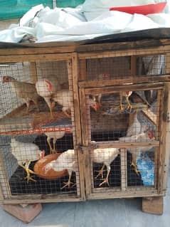 13 chicks age 4 months with cage