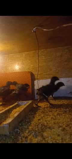 Ayam