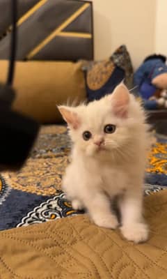 Persian kitten up for new home