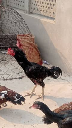 burmi breed mushka.  . km prize me .