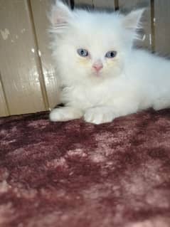 Persian / Kitten /Double  coat / Cute face / Cat for sale
