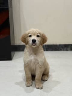Golden Retriever Puppy pedigree (Microchipped)