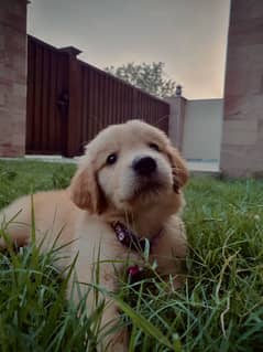 Golden Retriever Puppy pedigree (Microchipped)