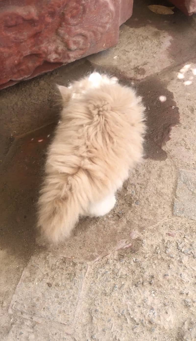 Kitten|rare colours |more tripple coat |fluffy|punch face 2