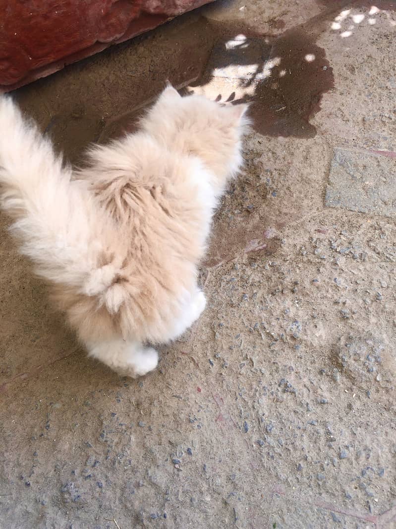 Kitten|rare colours |more tripple coat |fluffy|punch face 3