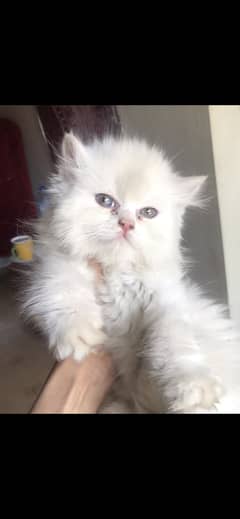 Kitten|rare colours |more tripple coat |fluffy|punch face