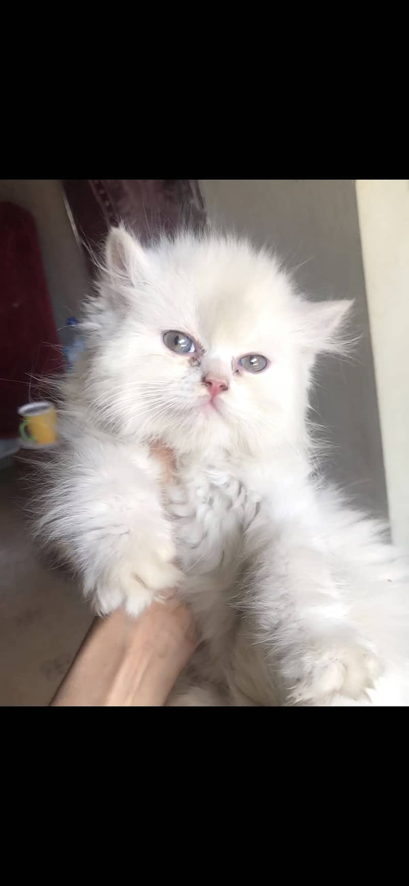 Kitten|rare colours |more tripple coat |fluffy|punch face 0