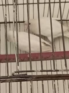 Albino black eye bredar piar for sell rabta no o3oo71938o3